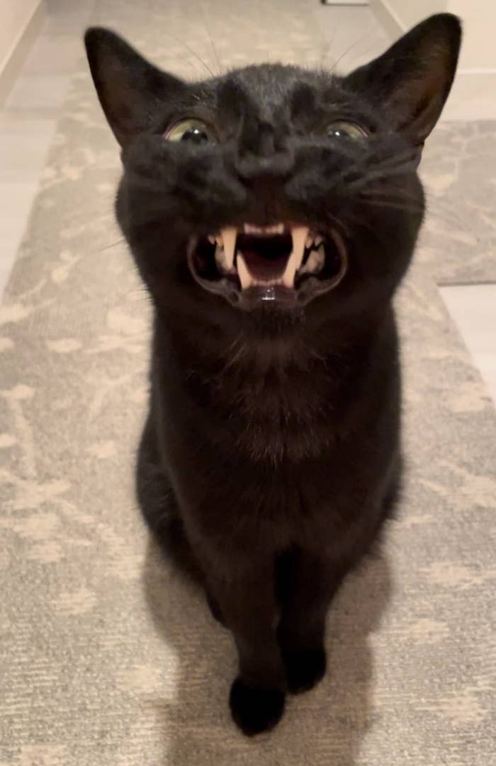 迫力満点! クワっと口を開くうにくん