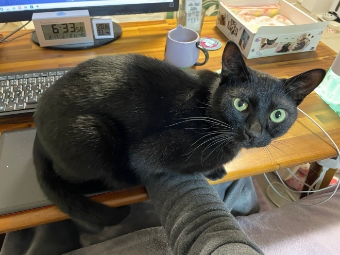 飼い主さんの手の上に乗るうにくん