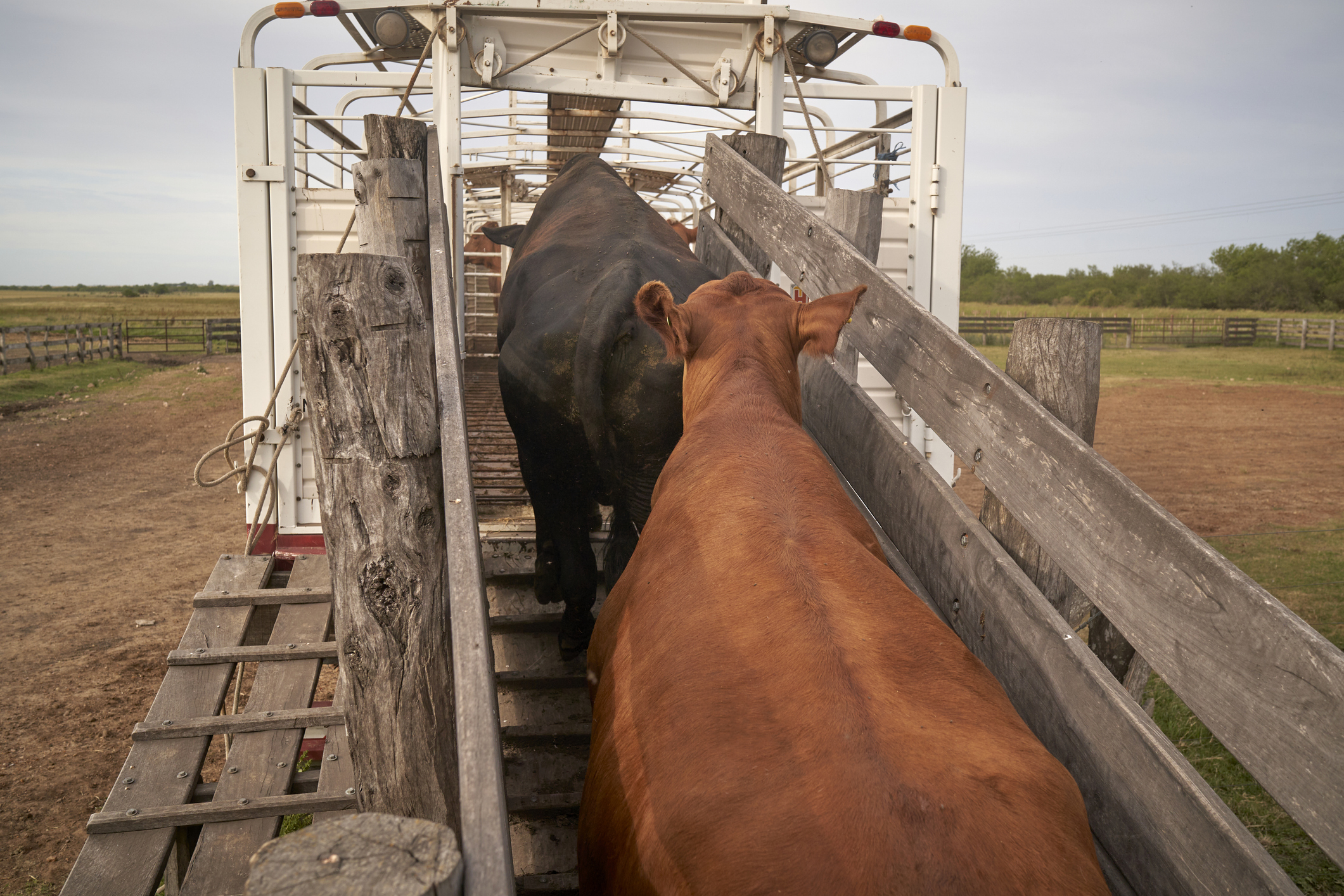 Cows are being loaded into a livestock trailer on a farm using a wooden ramp and chute system