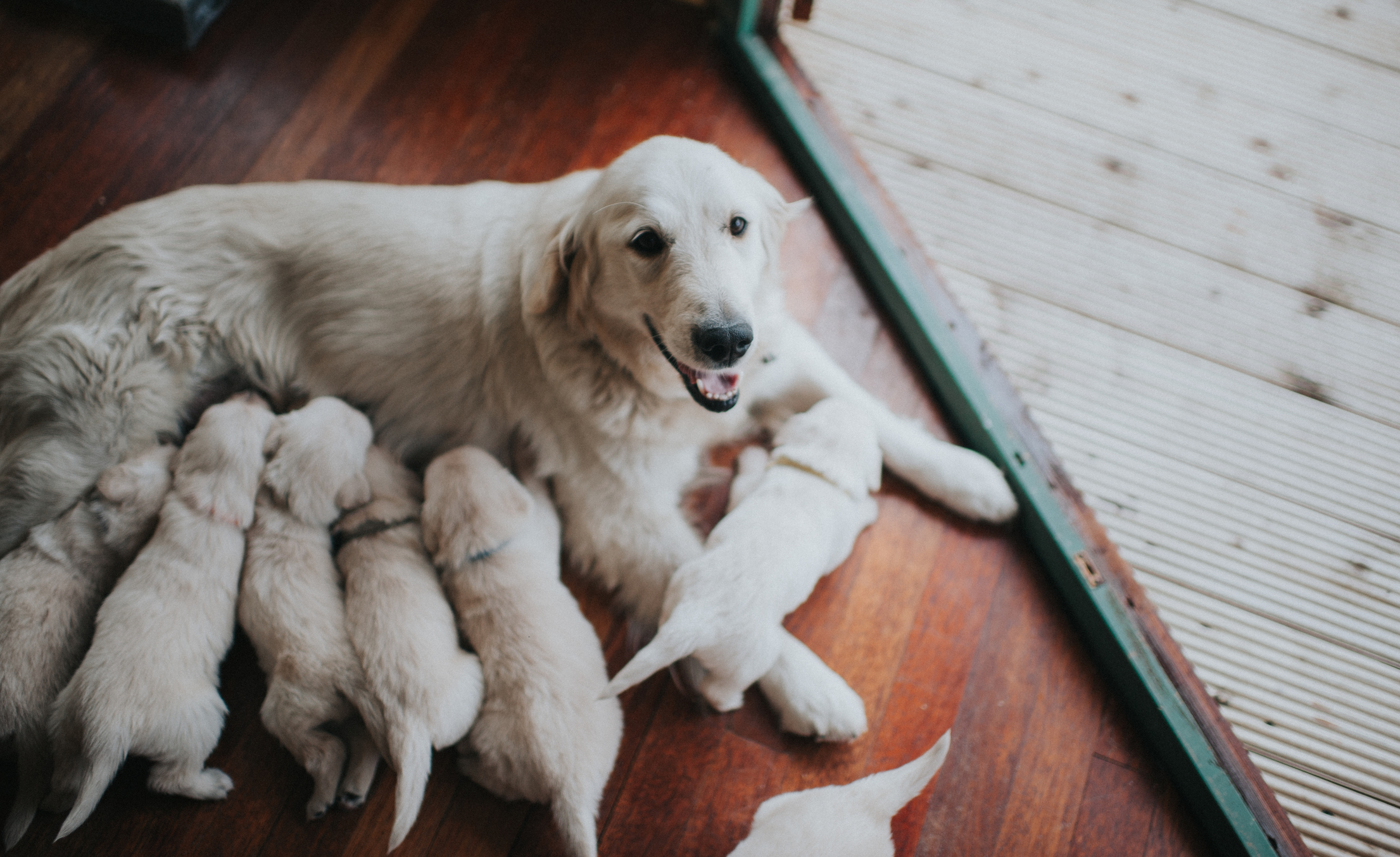 Golden Retriever nursing a litter of puppies on a wooden floor beside a window