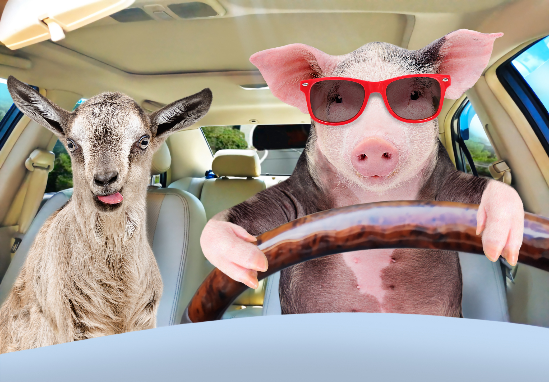 A pig wearing sunglasses is driving a car with a goat as a passenger