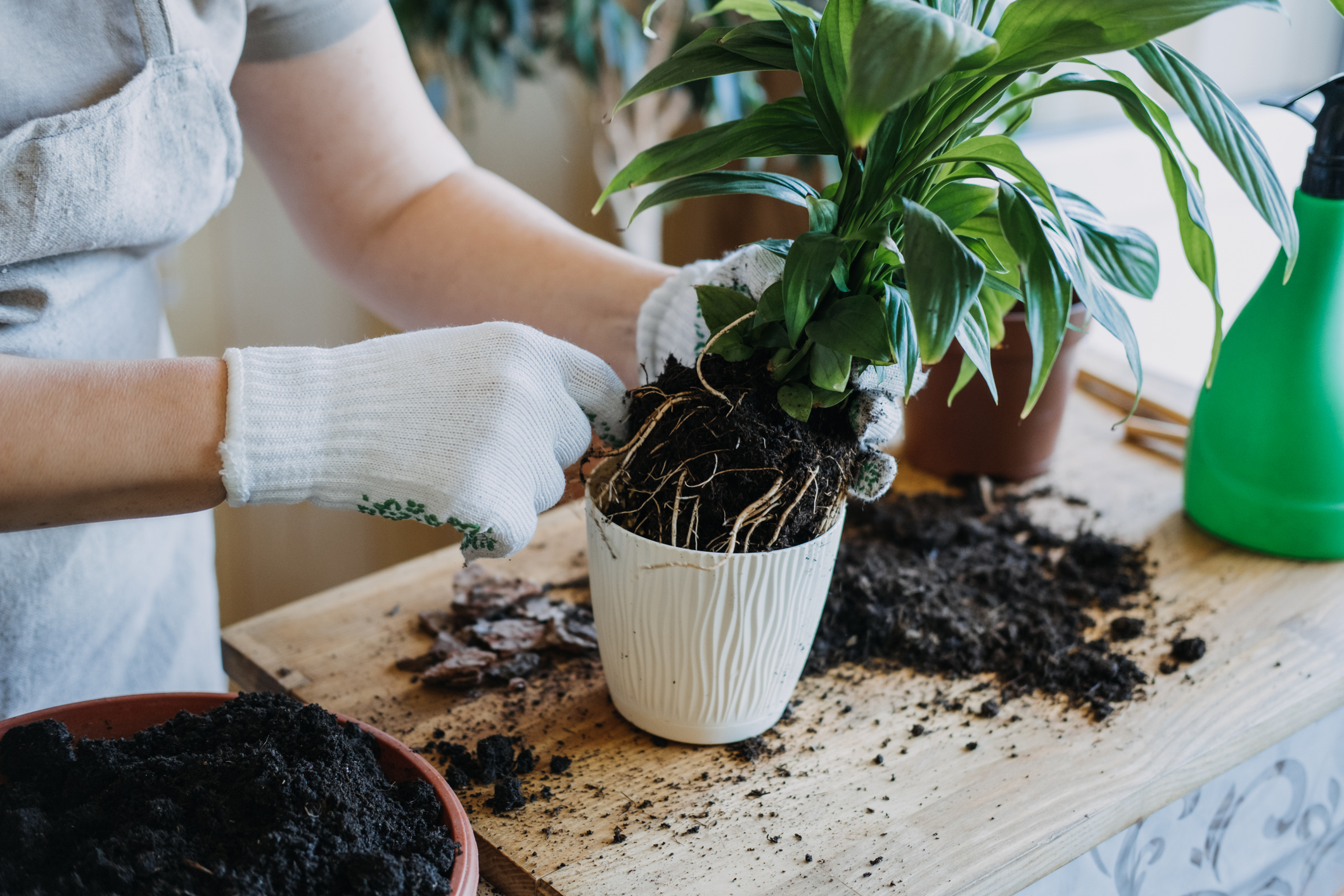 A person wearing gloves is repotting a houseplant on a wooden surface. Soil and plant debris are scattered around