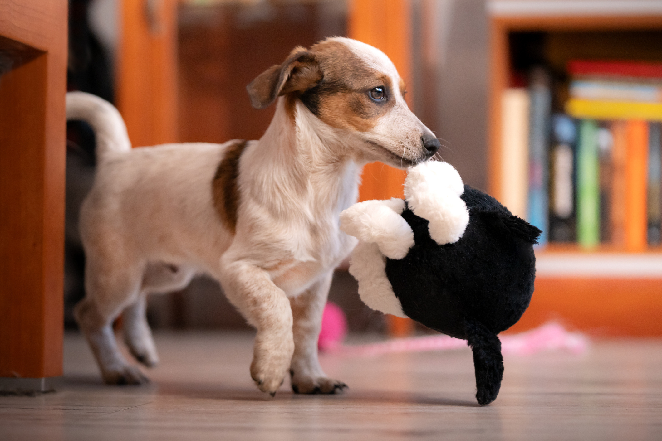A small dog stands indoors holding a plush toy in its mouth. Bookshelves and a wooden table are in the background