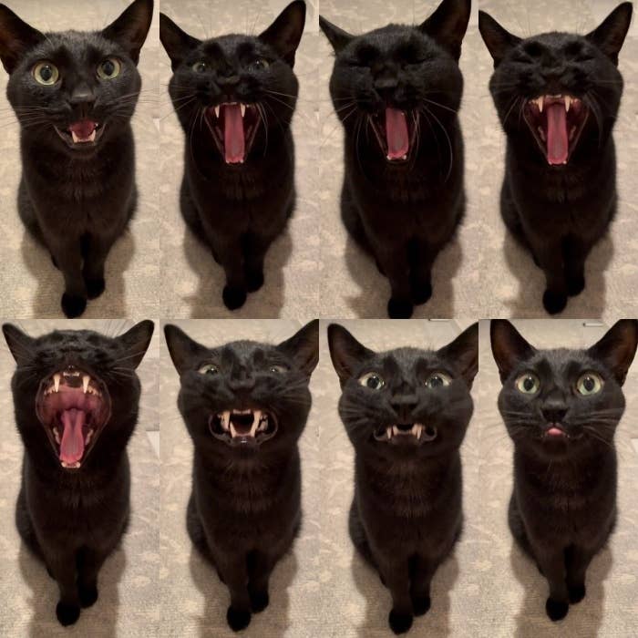 8コマの写真に写るうにくん