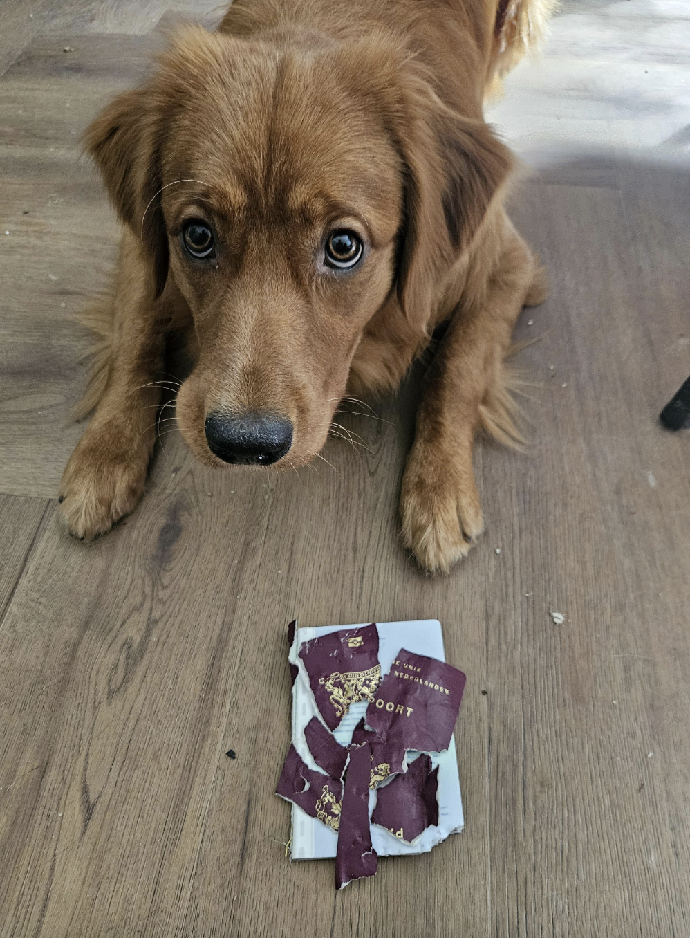 A dog looks up with wide eyes while lying down next to a torn-up passport on a wooden floor