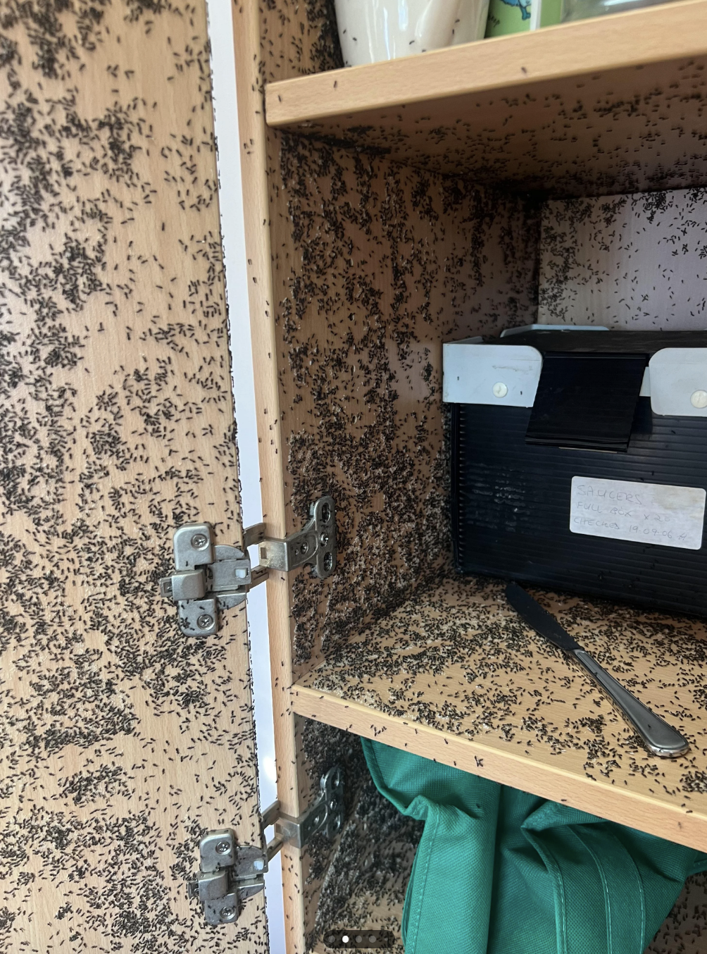 A kitchen cabinet infested with a large number of ants, a black plastic bin, and a green cloth bag hanging from the shelf
