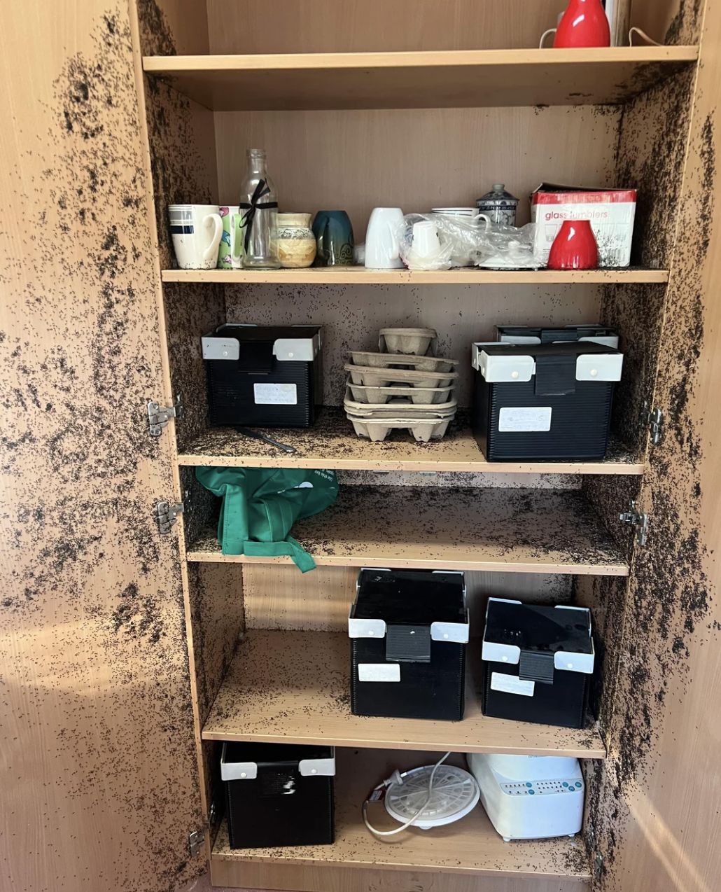 A wooden pantry with several shelves containing various items, including boxes, mugs, and dishes. Mold is visibly growing on the interior surfaces and shelves