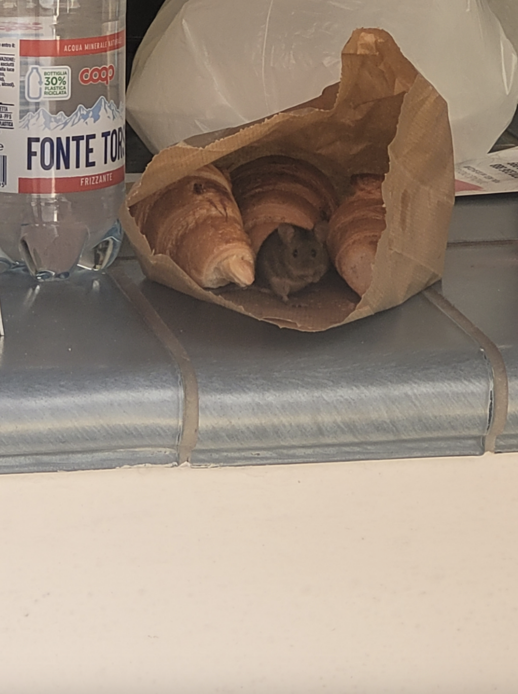 A small mouse is nestled inside a brown paper bag with croissants, placed on a tiled surface next to a bottle of Fonte Torrese water