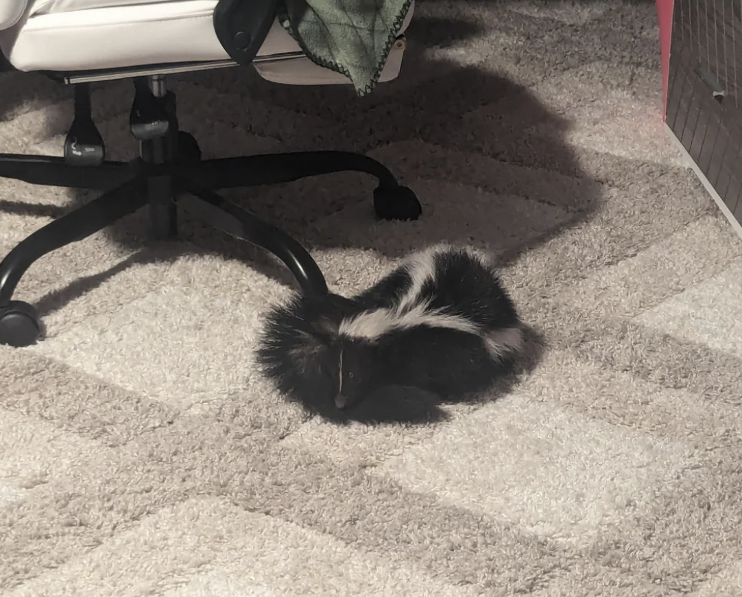 A small skunk is lying on a carpeted floor next to an office chair