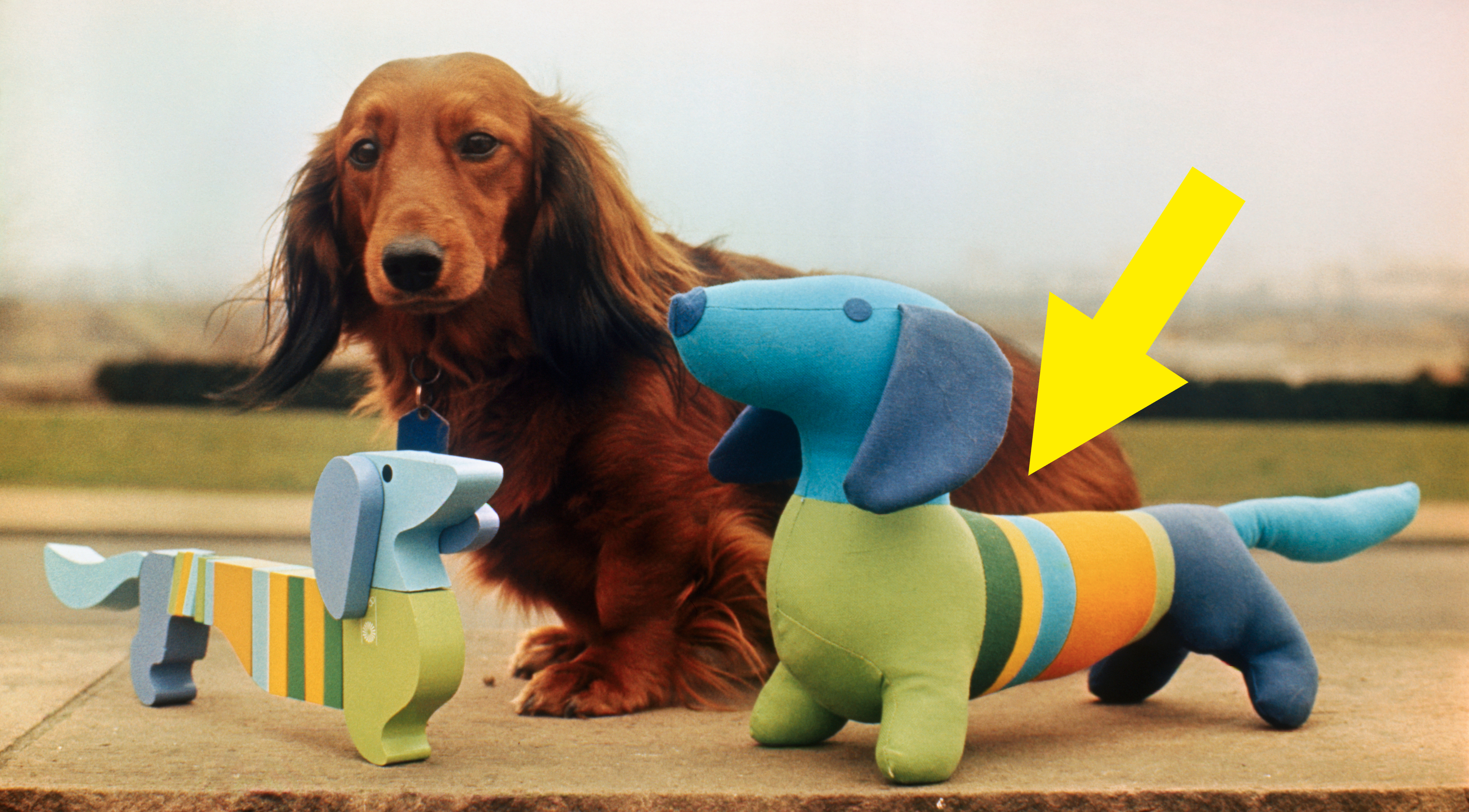 A dachshund sits on a sidewalk with two striped plush toy dachshunds. A yellow arrow points to one of the plush toys