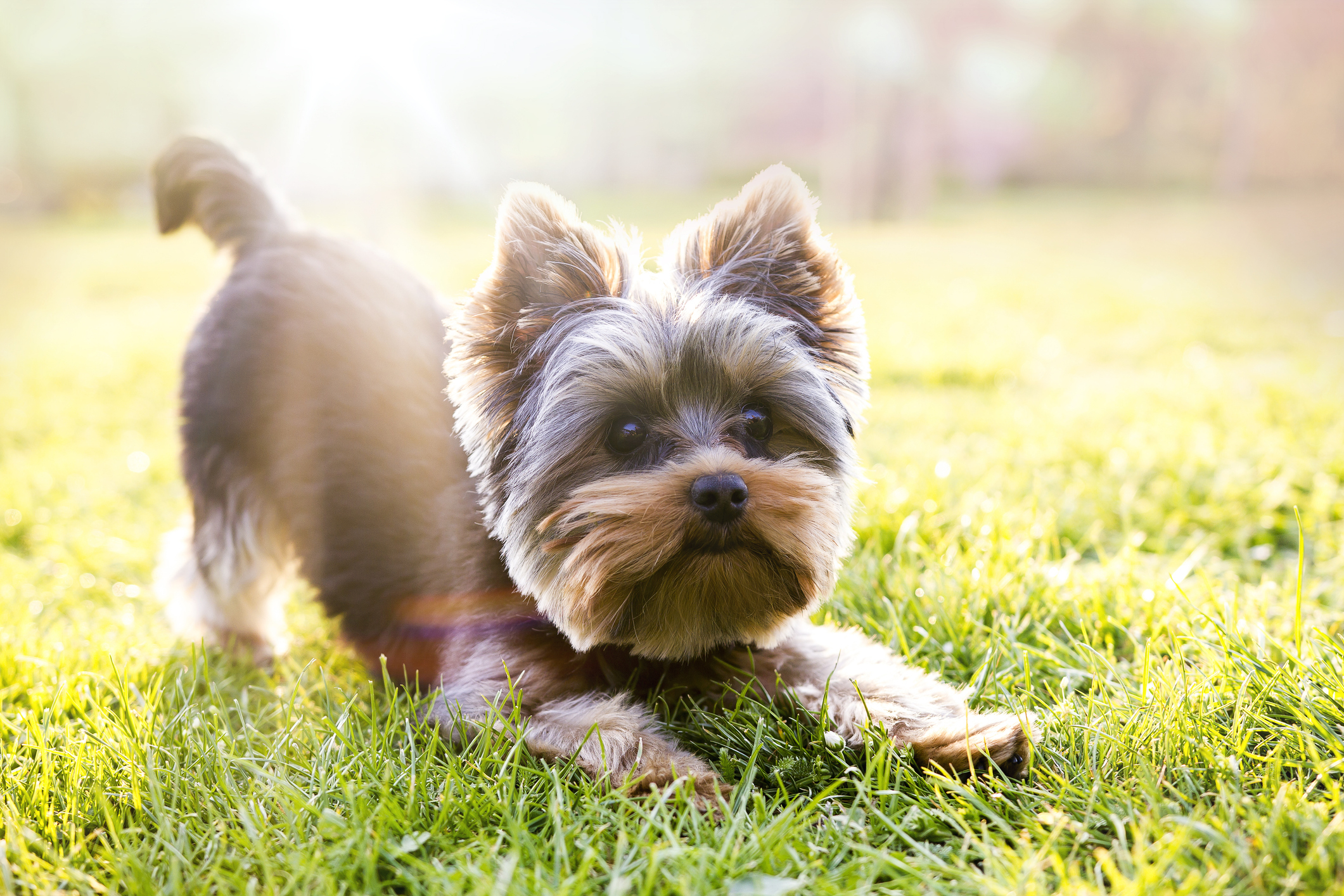 A Yorkshire Terrier stretches out on a grassy field, illuminated by sunlight. There are no people in the image