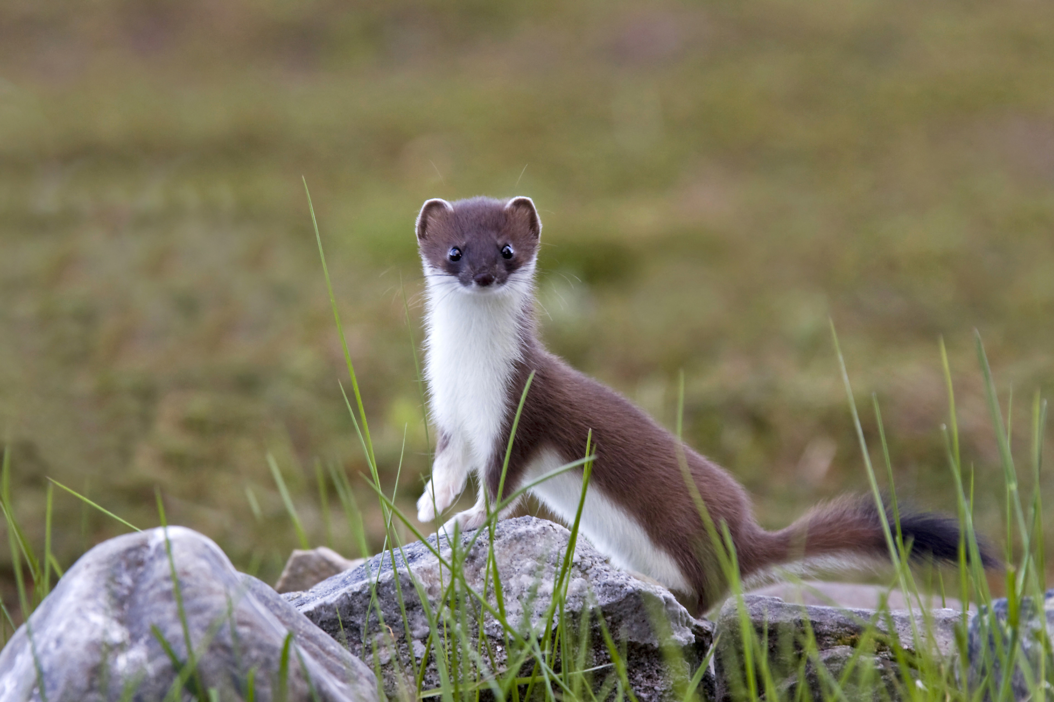A Eurasian ermine stands alert on a rock in a grassy, natural environment