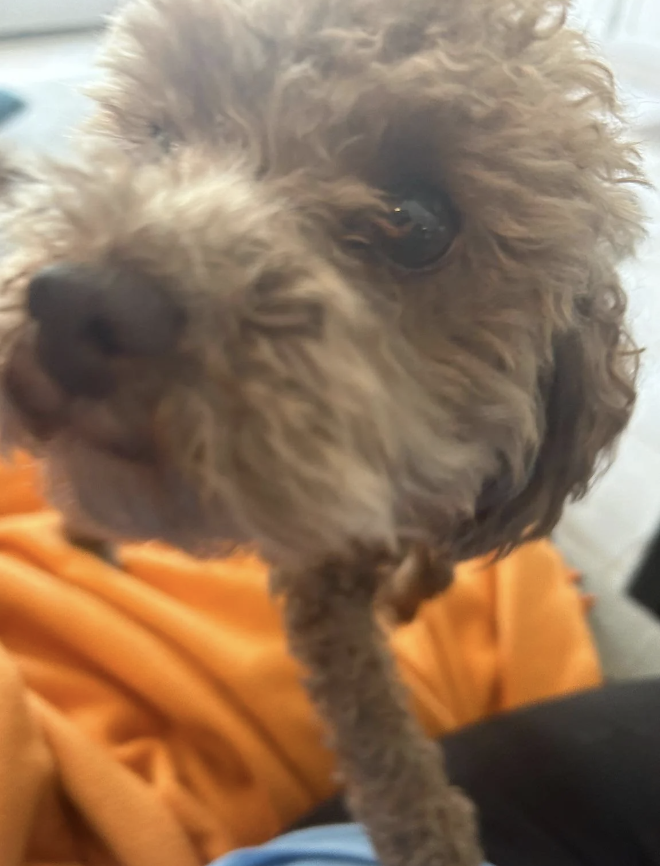 Close-up image of a fluffy small dog with curly hair looking at the camera