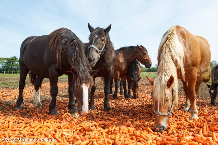 ニンジンパーティーを楽しむばん馬たち