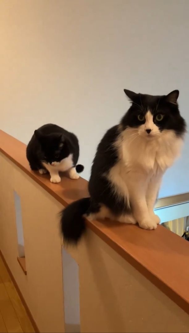 ガッカリしちゃったヤン君 / カオルさんのXより