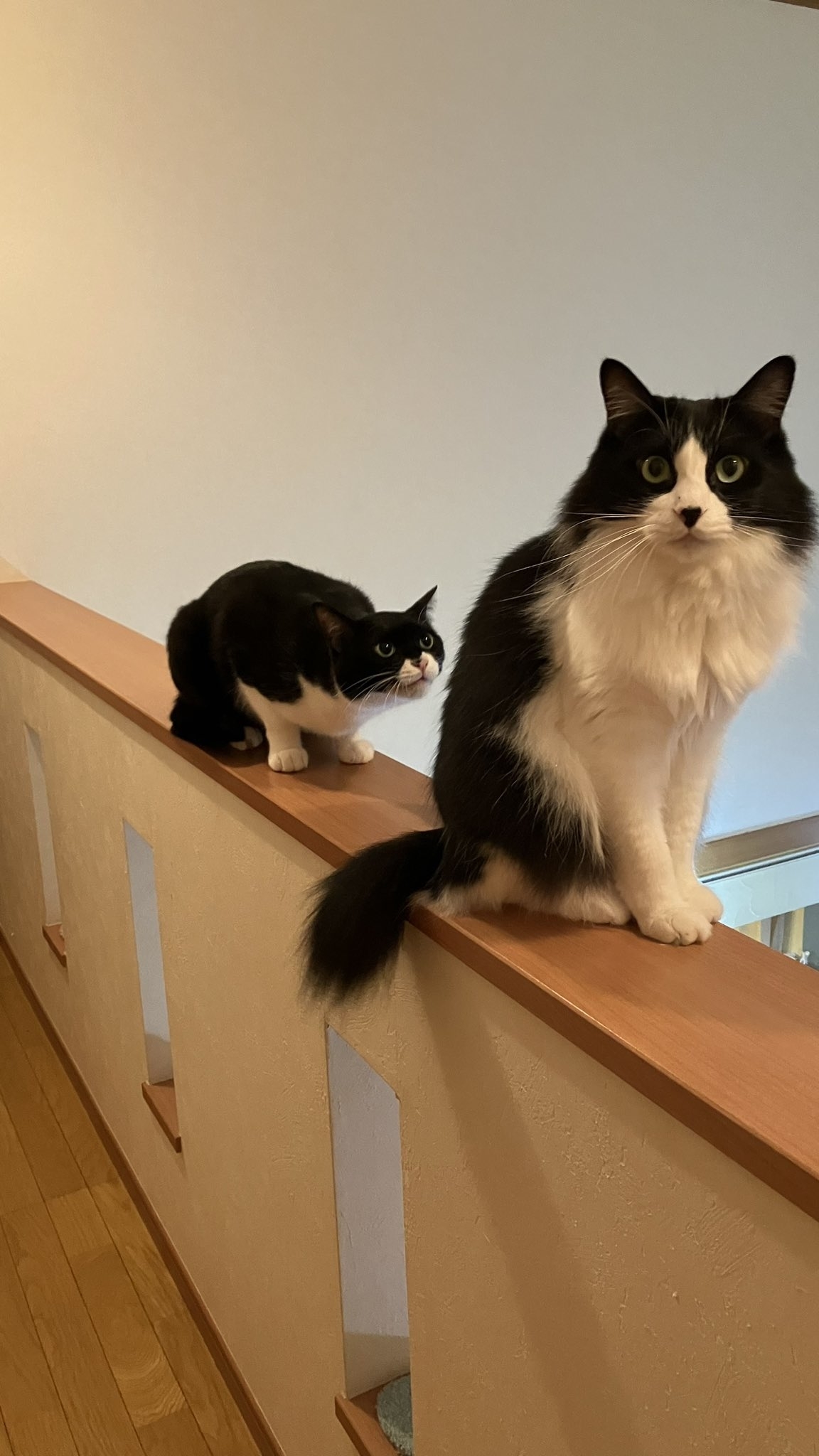 フク君に対して、真剣にお願いしているヤン君 / カオルさんのXより