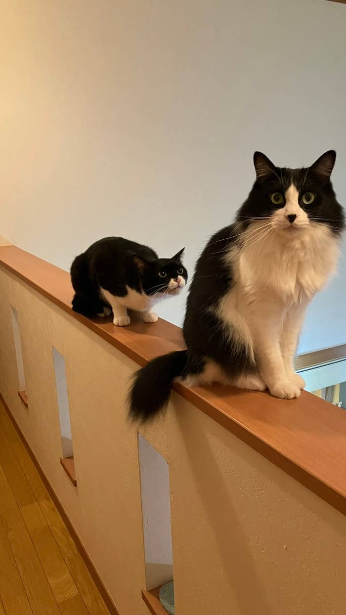 フク君に対して、真剣にお願いしているヤン君 / カオルさんのXより