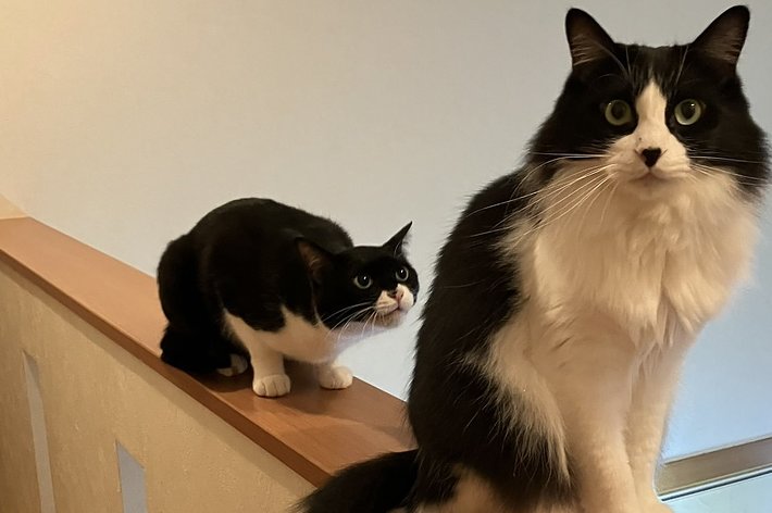 どいてくれない猫ちゃん / カオルさんのXより