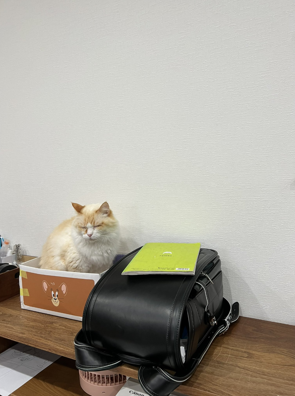 猫が机の上の箱の中に座って目を閉じています。隣には黒いバッグとノートがあります。