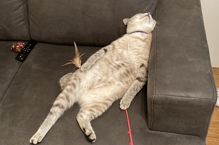 ソファの上で仰向けに寝ている猫。そばには猫用おもちゃとリモコンが置かれている。