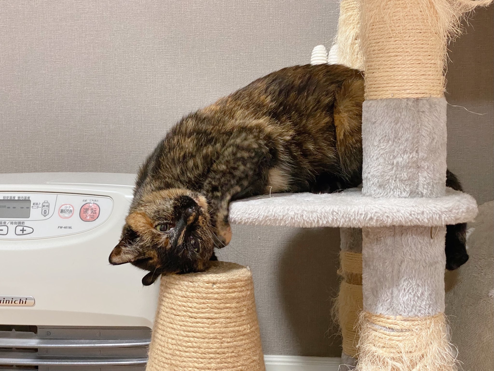 キャットタワーから逆さに爪とぎを愛するさびちゃん / とぽさんのXより