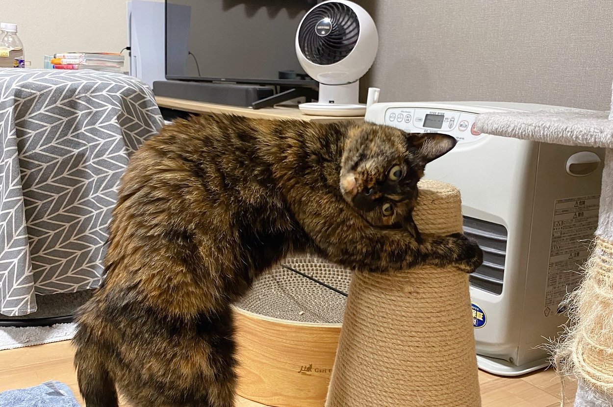 爪とぎを抱きしめながら考えるさびちゃん / とぽさんのXより