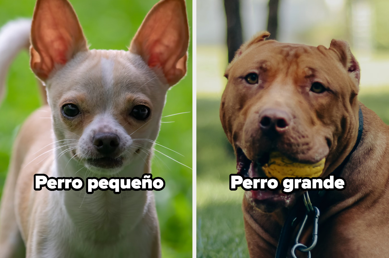Dos fotos de perros: a la izquierda, un perro pequeño con la etiqueta "Perro pequeño" y a la derecha, un perro grande con la etiqueta "Perro grande"