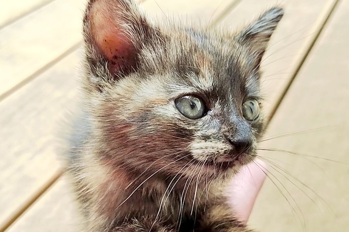 片手のひらにすっぽり…! 子猫時代の小さなさびちゃん