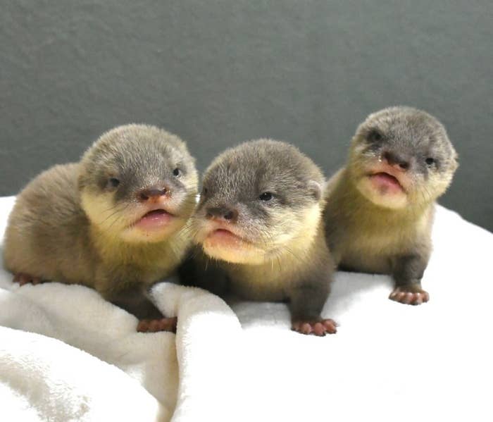 生後1カ月のコツメカワウソ3兄弟