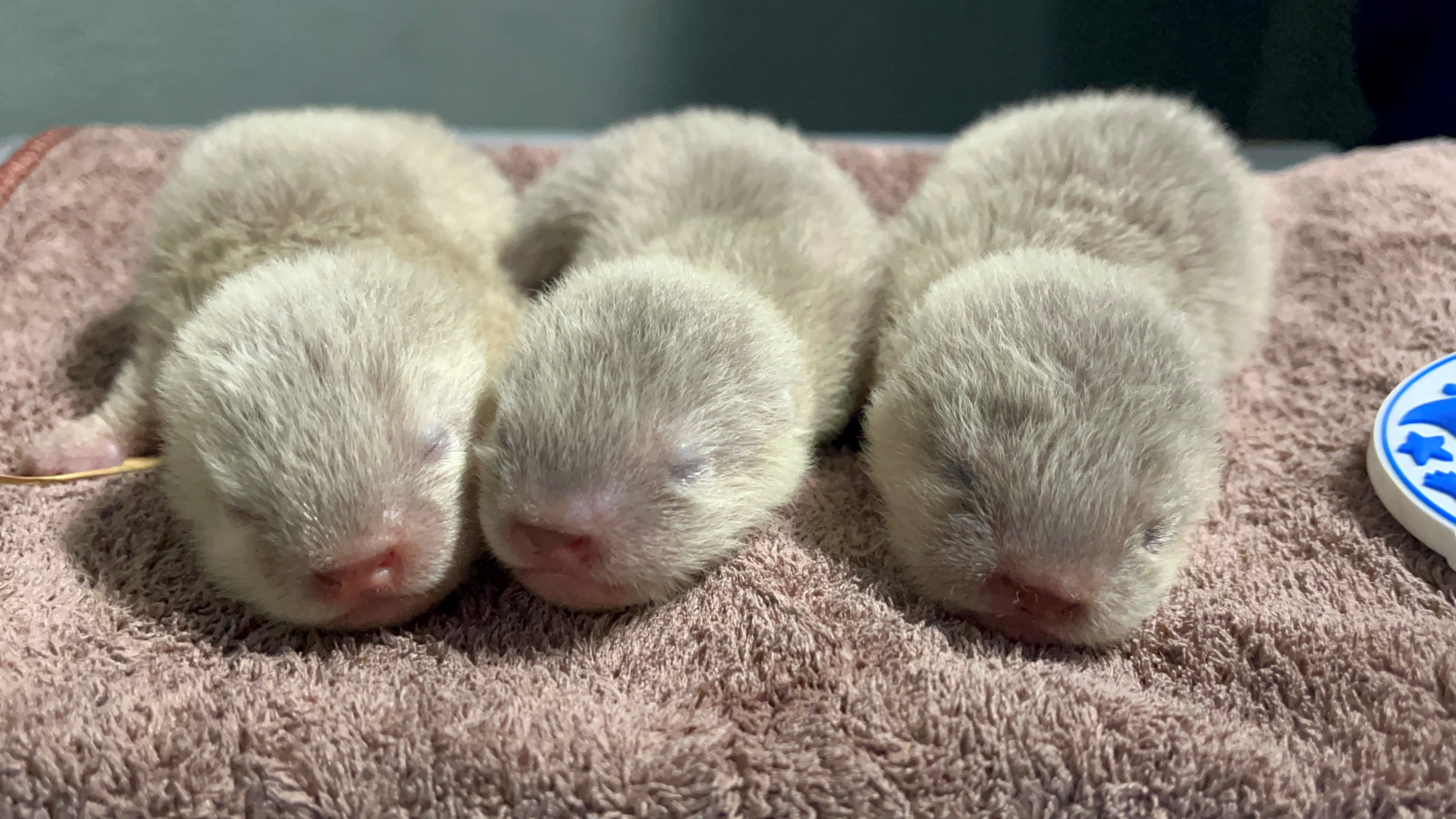 初めての健康診断をした時のコツメカワウソ3兄弟