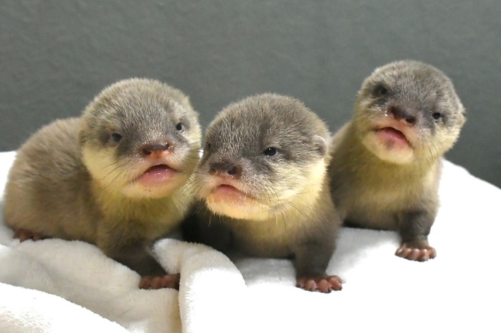 生後1カ月のコツメカワウソ3兄弟
