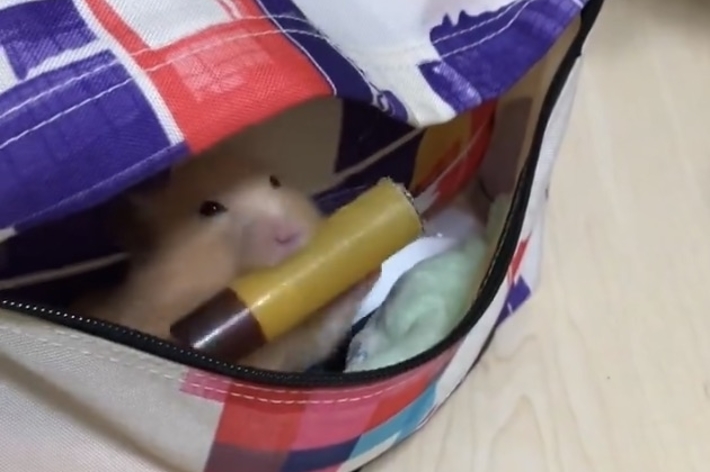 カラフルなバッグの中に顔を覗かせている小動物がいます。