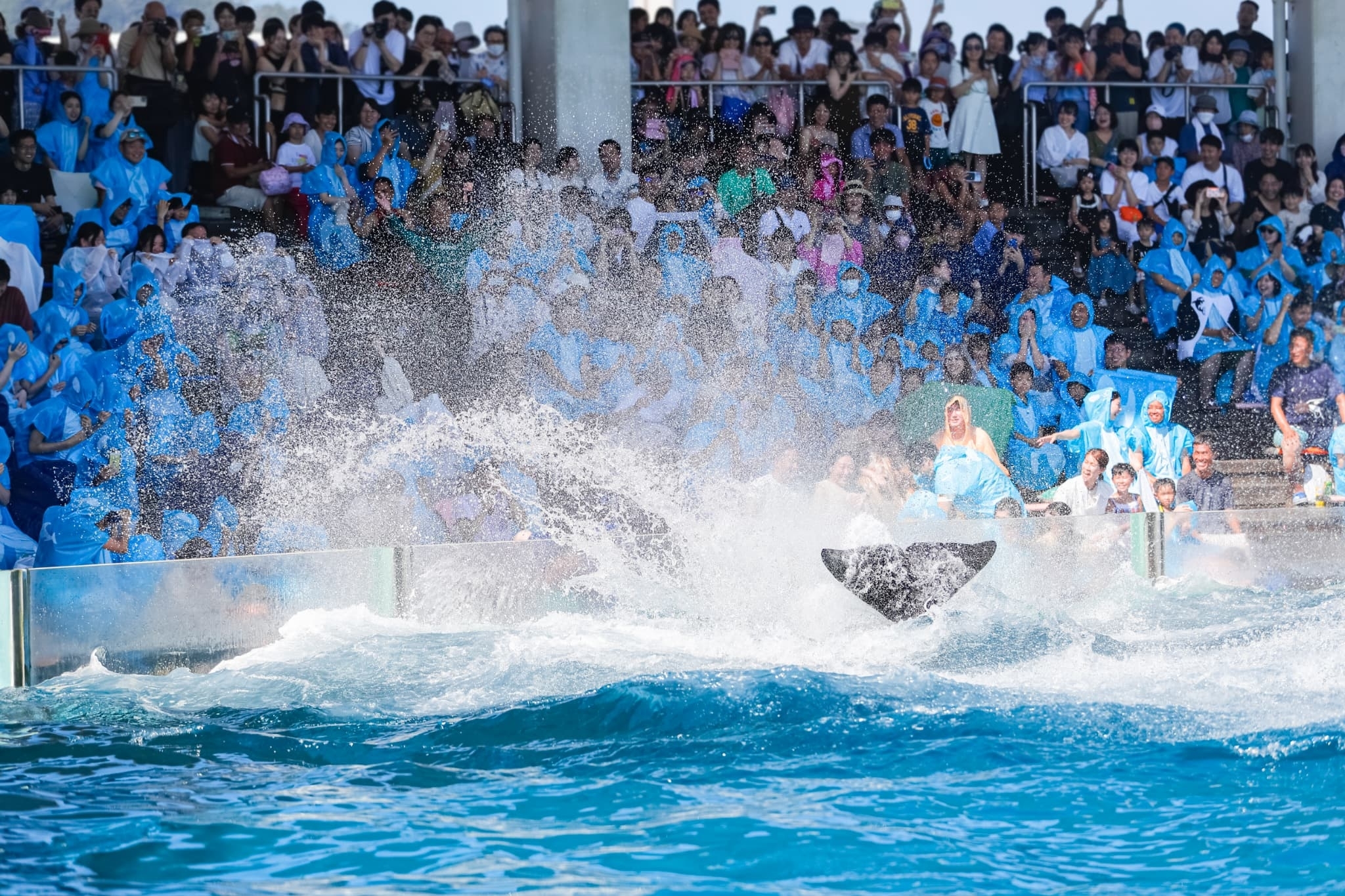 サマースプラッシュの様子（プール側）