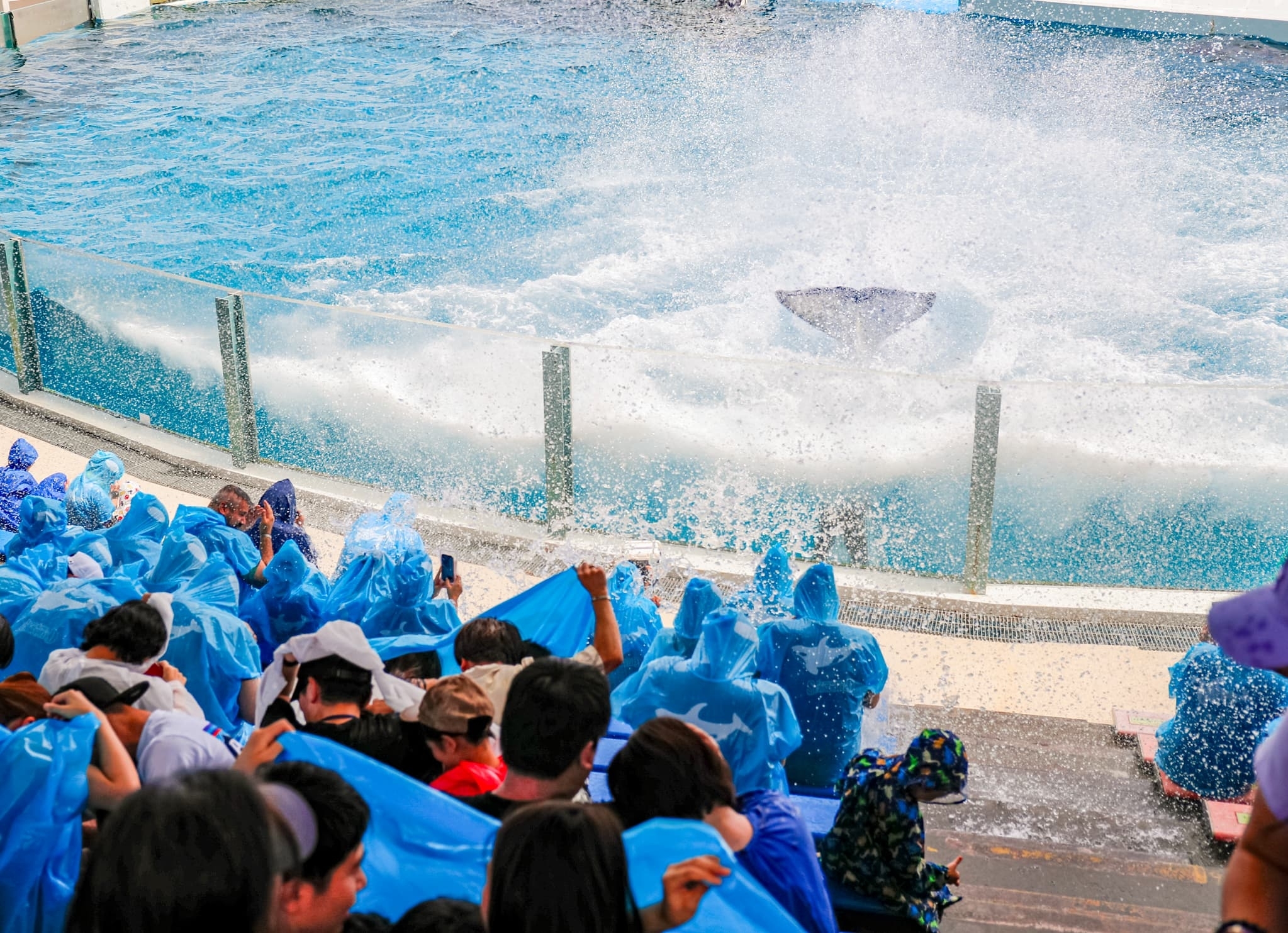 シャチに水しぶきを浴びせかけられたい人集まれ！ 鴨川シーワールドで夏の人気イベント「サマースプラッシュ」がスタート