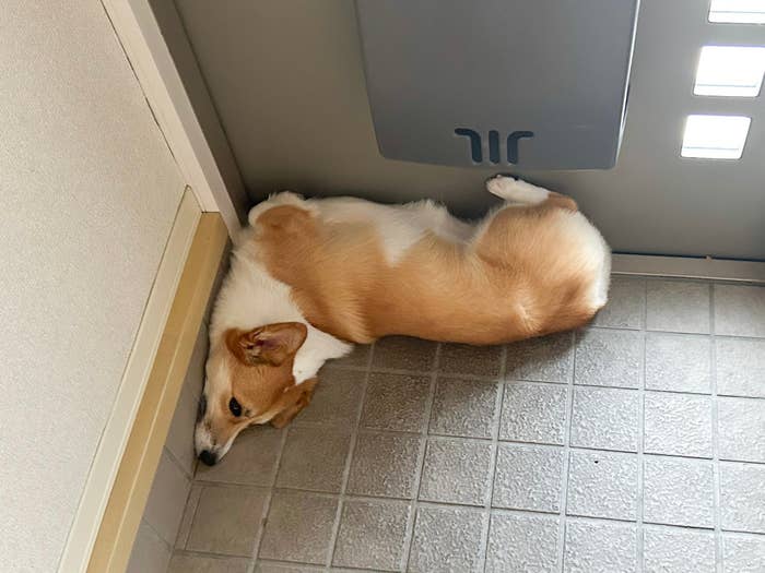 コーギーの犬が床の隅で横になって寝ています。