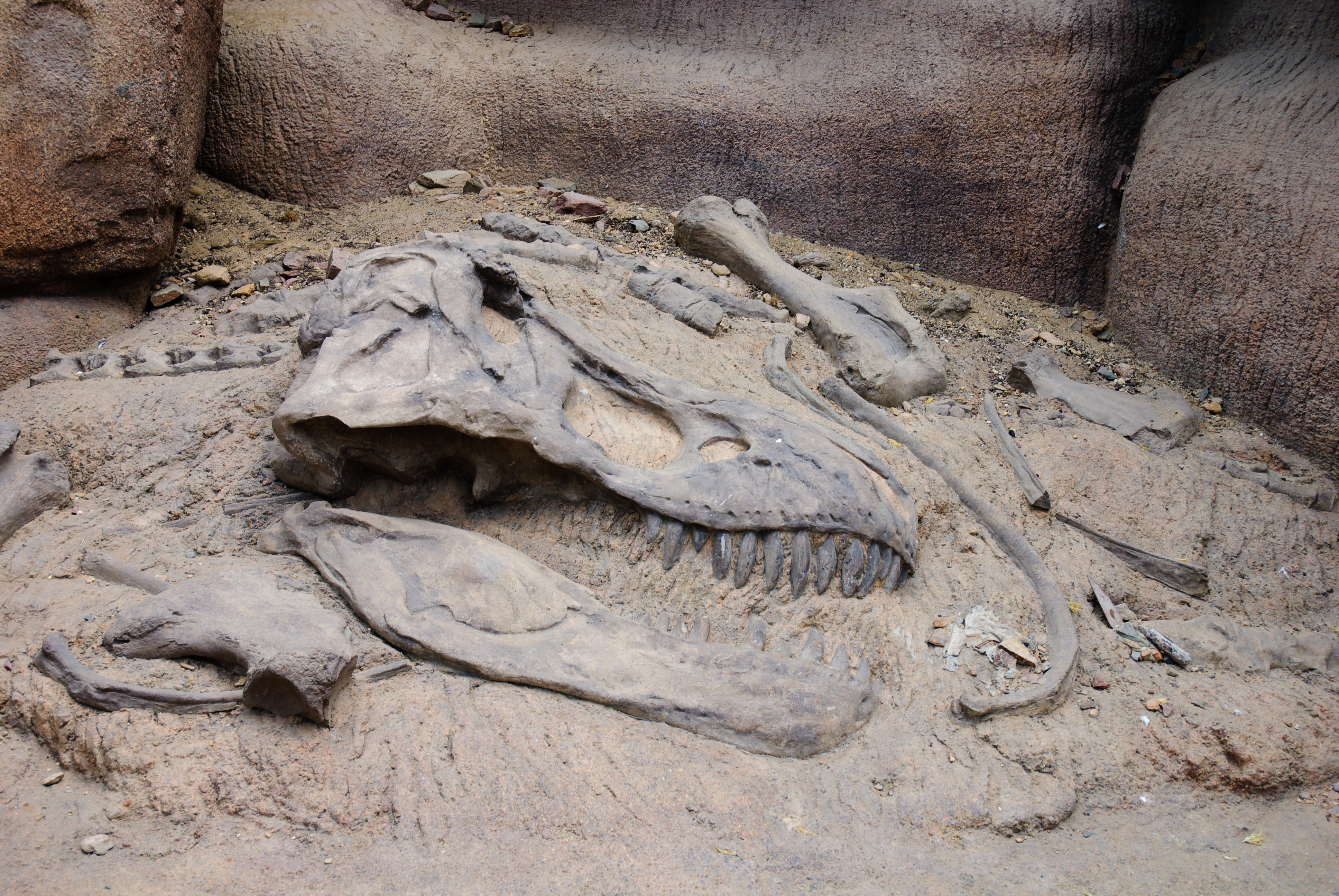 A fossilized dinosaur skull and bones are embedded in a rocky, sandy surface. The skull has prominent teeth and a long, curved nasal cavity