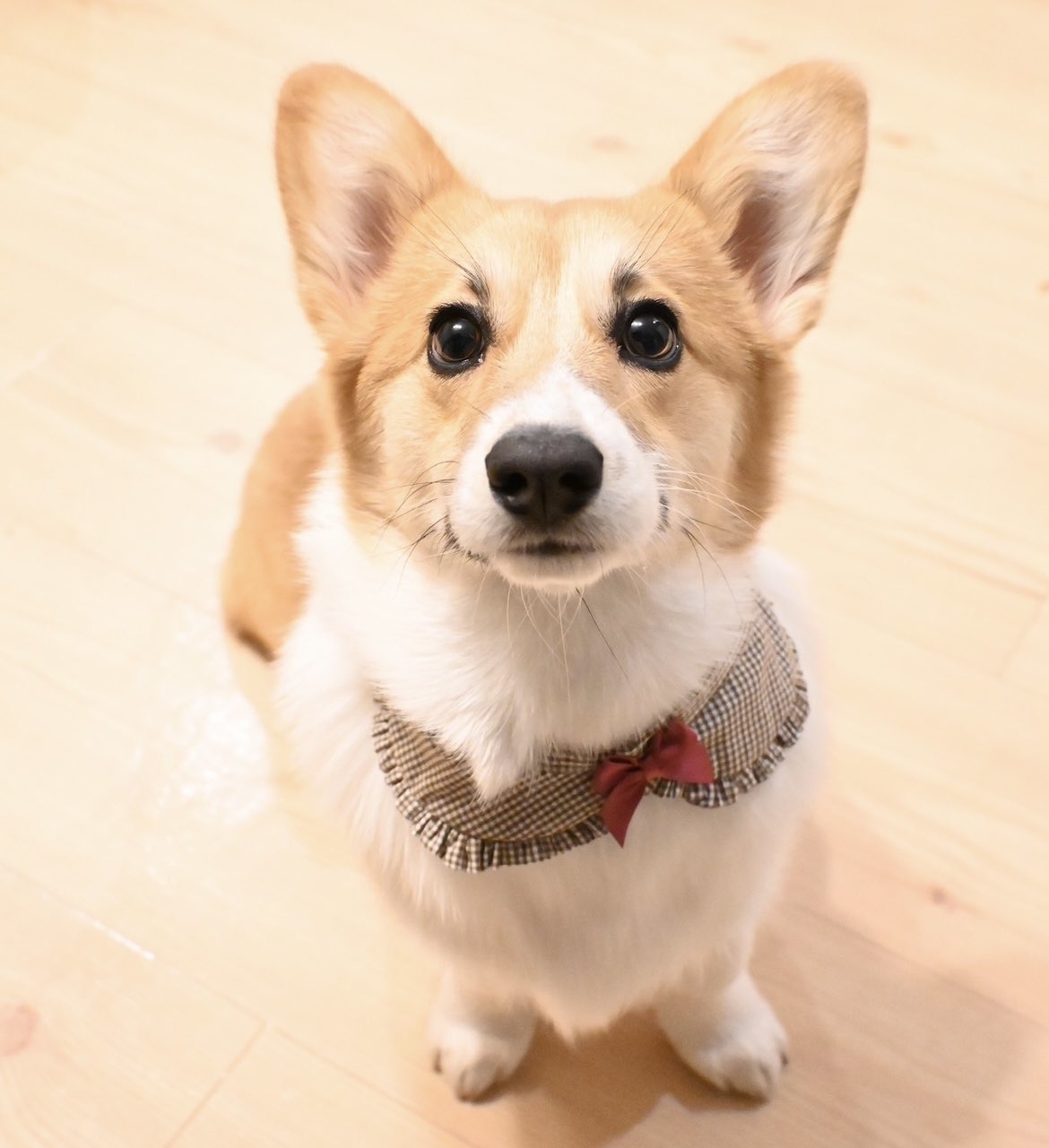 かわいいコーギー犬が蝶ネクタイをつけて真剣な表情でカメラを見ている。