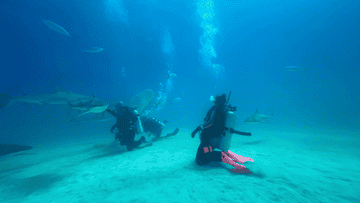 Two scuba divers swim underwater among several sharks. One diver is in the foreground, and another is farther back. Bubbles and fish are seen in the background
