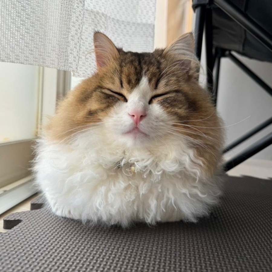 生後10カ月のラガマフィン、れおんくん