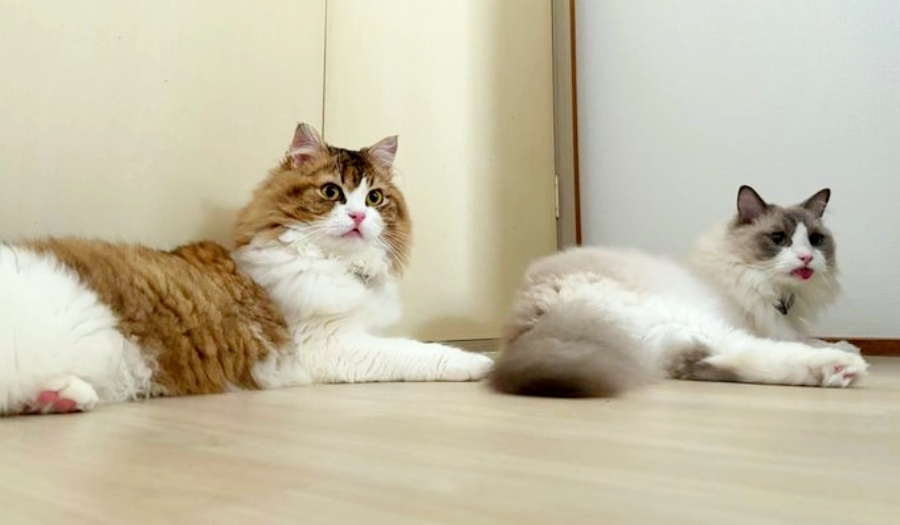 同居猫のラグドール・ふーたくんと一緒に寝そべるラガマフィン・れおんくん