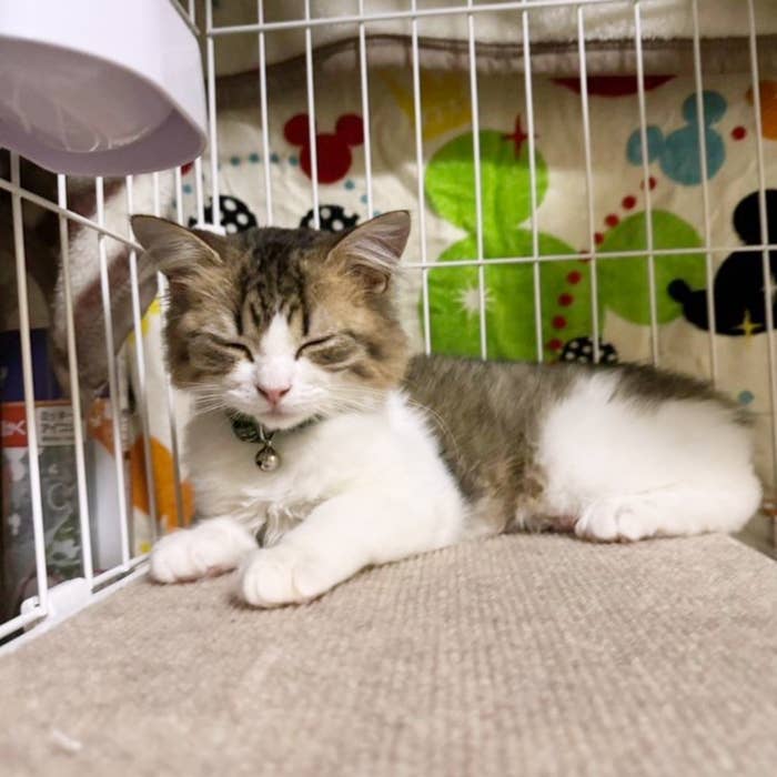 生後4カ月のラガマフィン、れおんくん