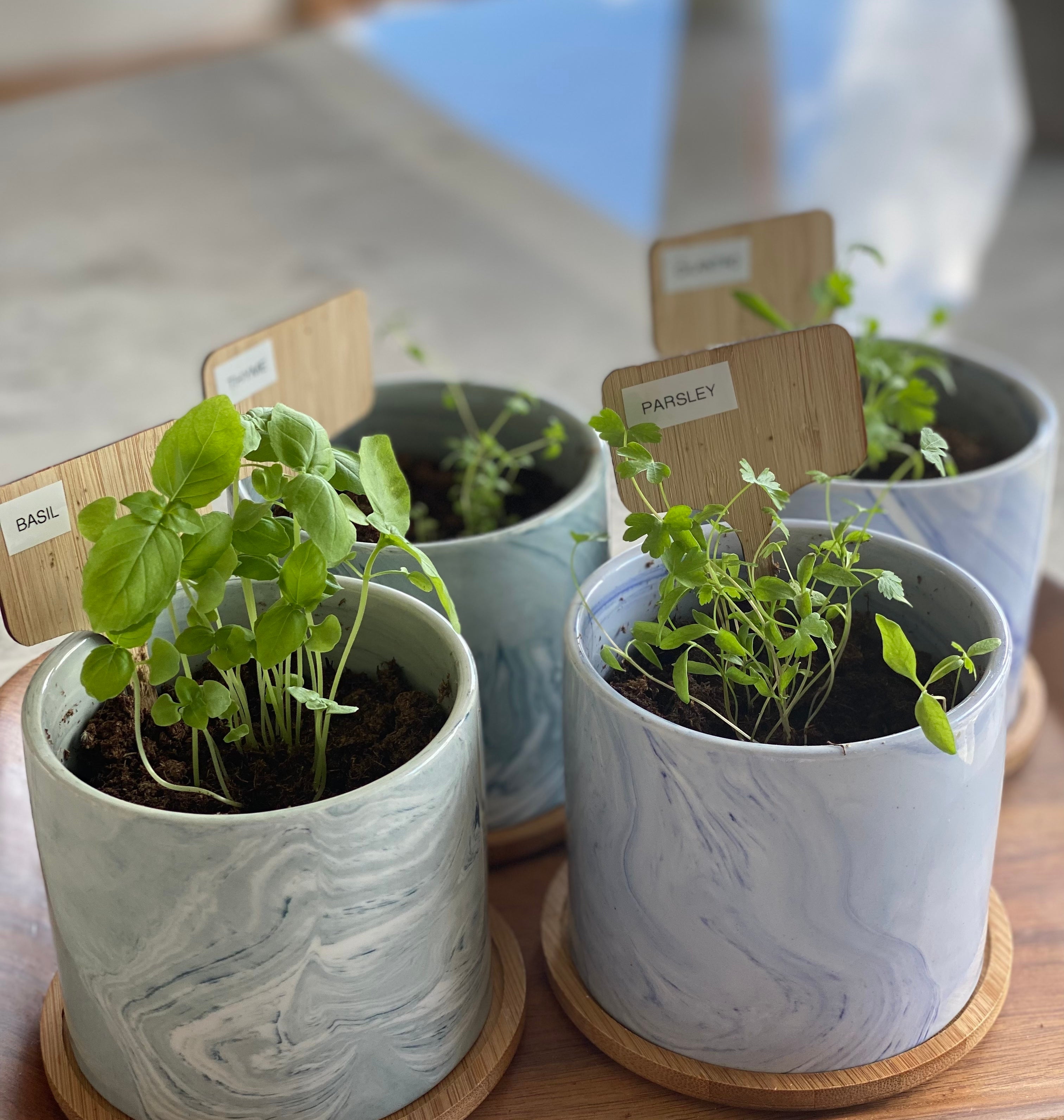 Four indoor potted plants labeled basil, parsley, and two unlabeled, placed on a wooden tray on a table