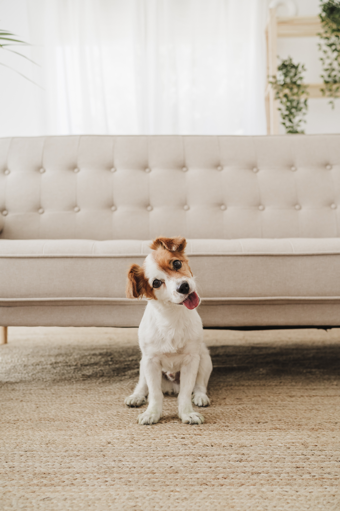 A small dog with a tilted head sits on a rug in front of a tufted sofa
