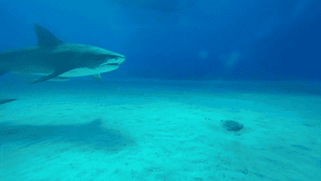 A shark swimming in the ocean over a sandy seabed