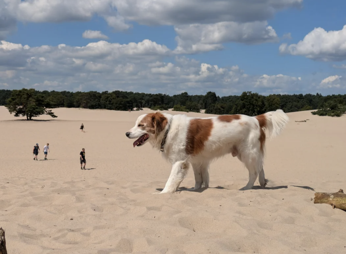 A large dog with white and brown fur walks on sand dunes under a partly cloudy sky. Four people are seen walking in the background
