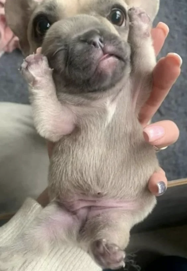 A person is holding a small, light-colored puppy with its front paws raised. The puppy looks directly at the camera with wide eyes