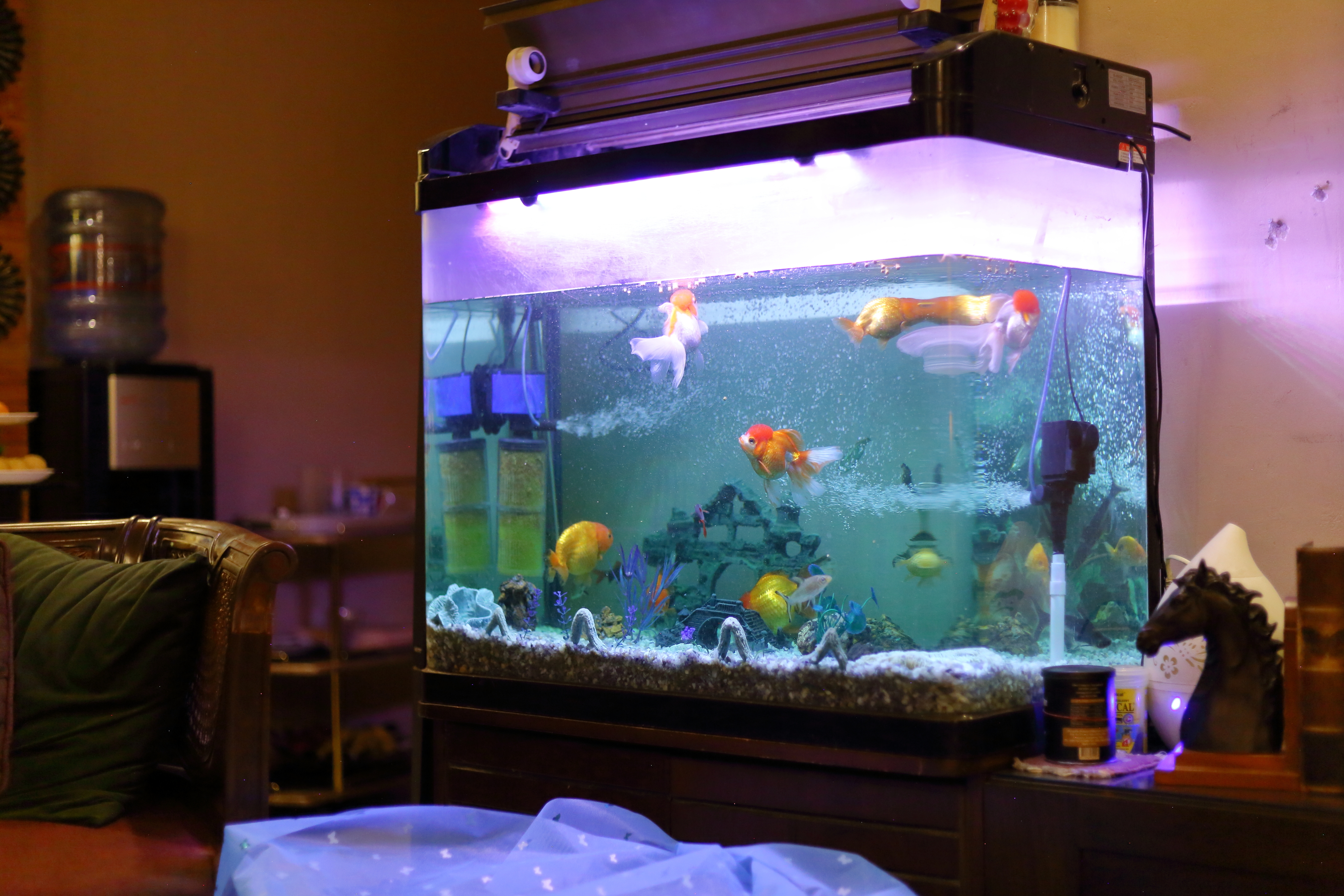 Several goldfish swim in a large indoor aquarium with decorations, a filtration system, and LED lighting. A couch, water cooler, and other room elements are visible