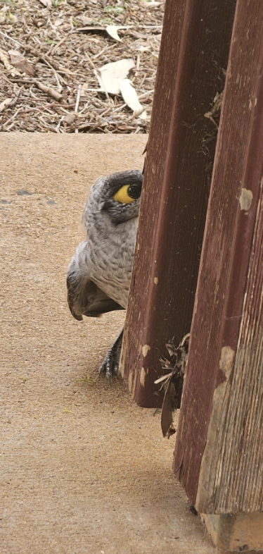 A grey bird peeks from behind a wooden post, revealing its yellow eye and beak. Its body and part of one wing are visible