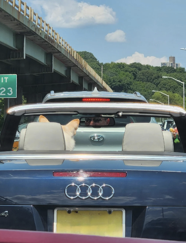 A dog with pointy ears is seen sitting in the back of a convertible Audi on a busy highway, with only its head visible above the car seat