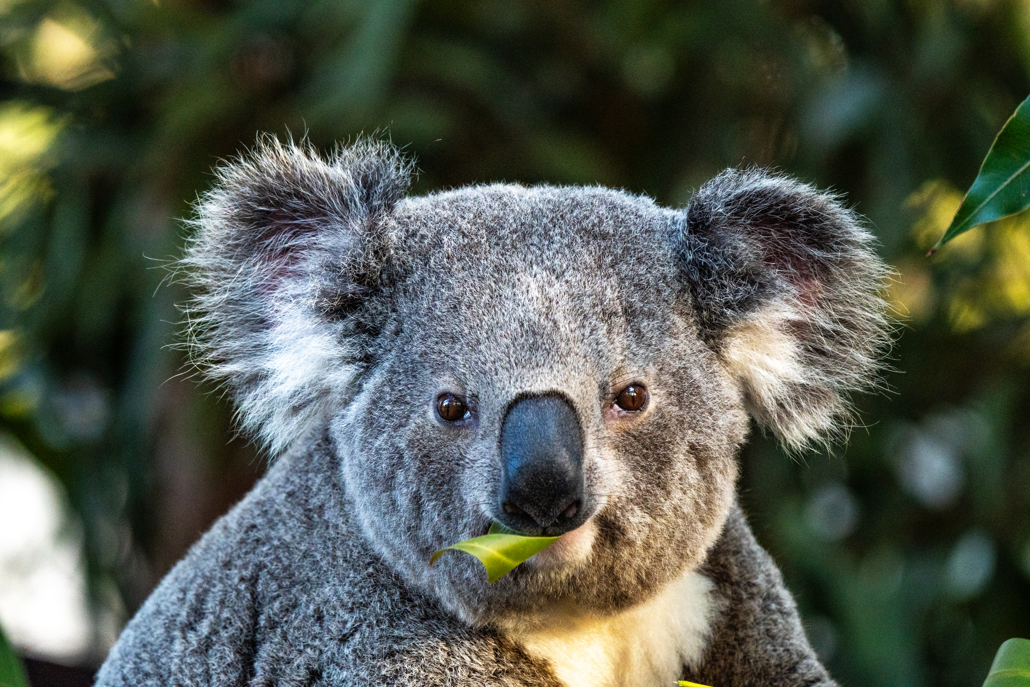A close-up of a koala eating a leaf, with a natural background of trees and foliage